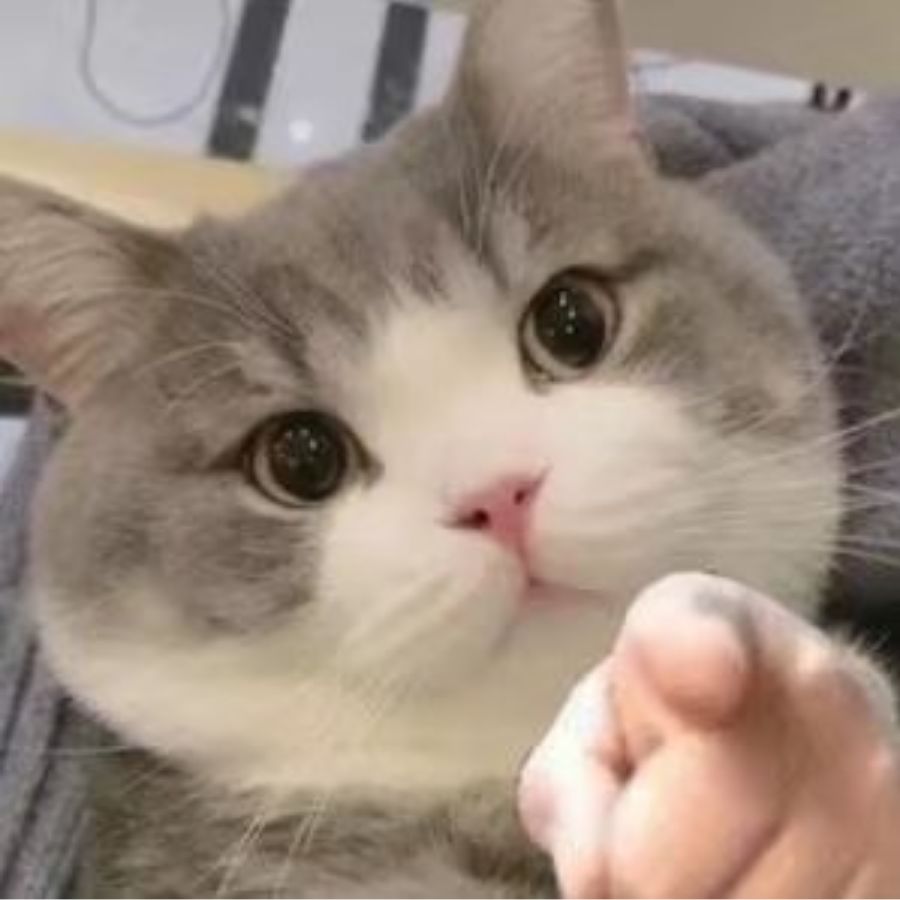 阳