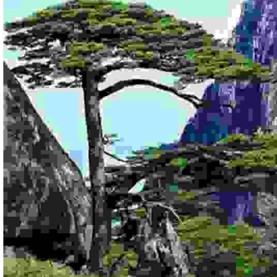 苍松