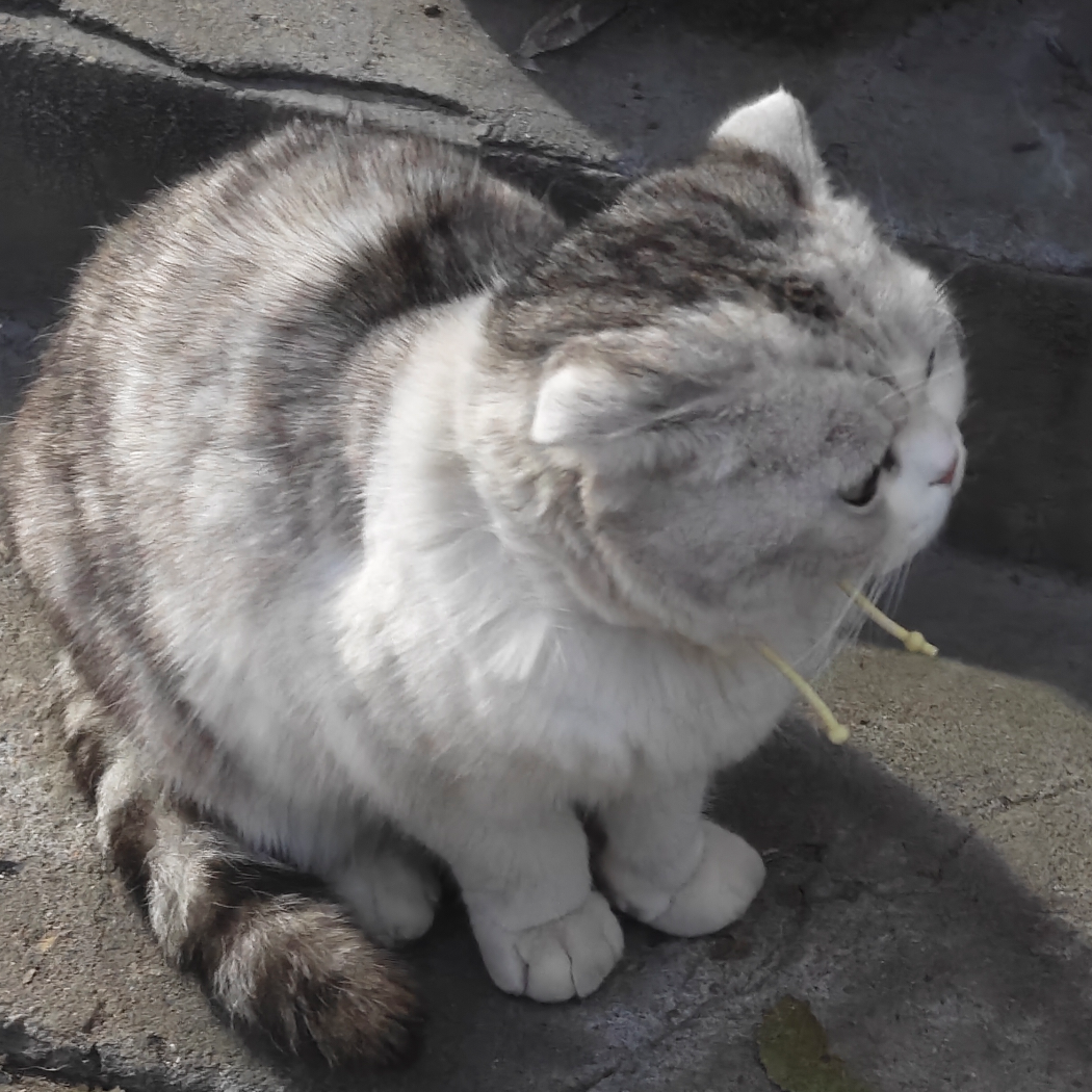 子悠