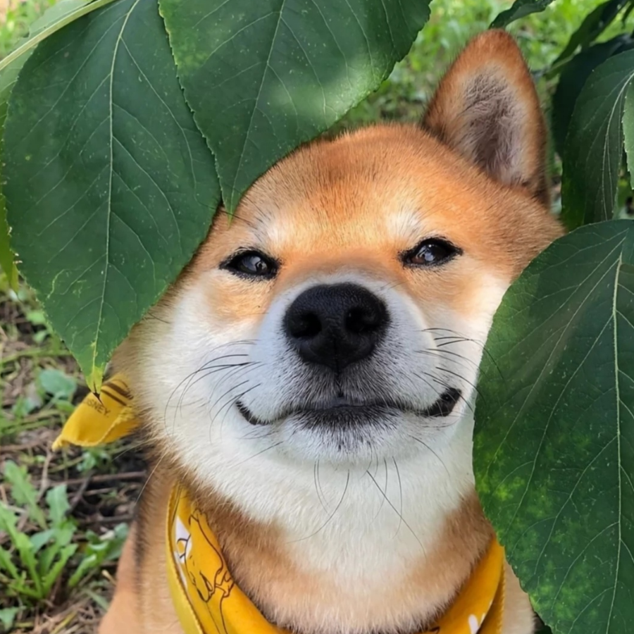 老狗甜夏