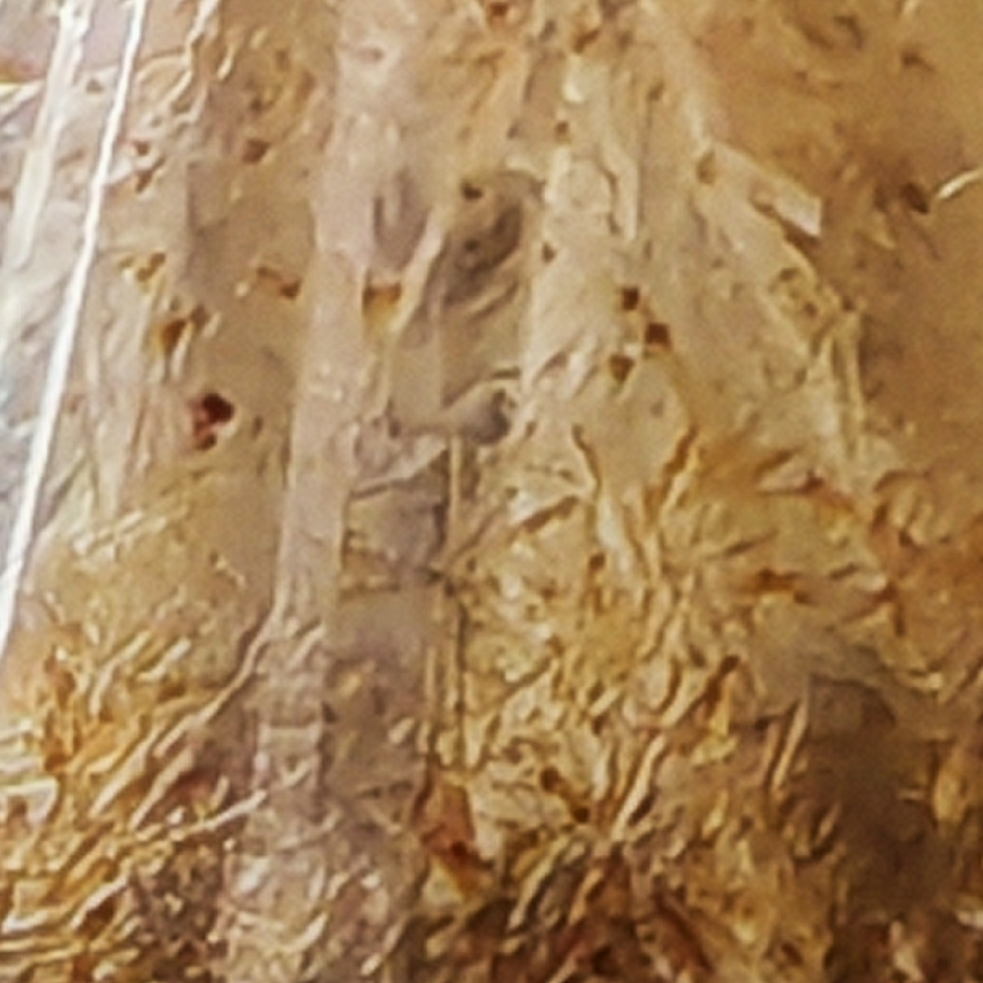 宸