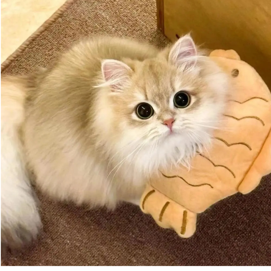 我怎么这么菜ค