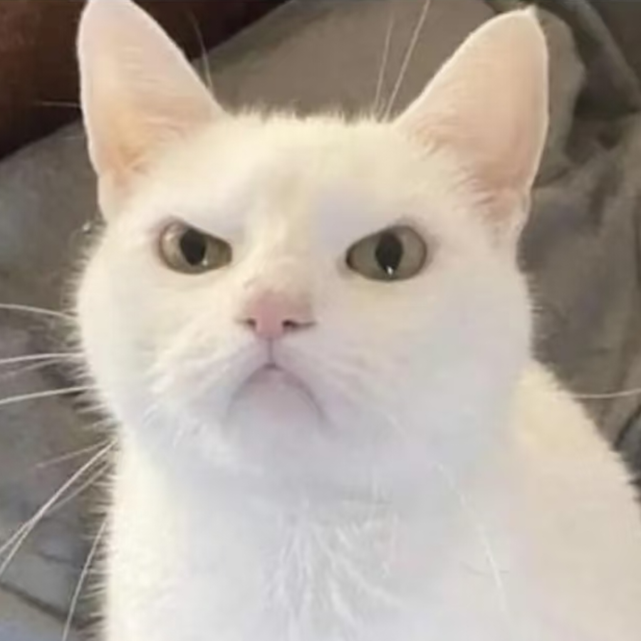 🐱