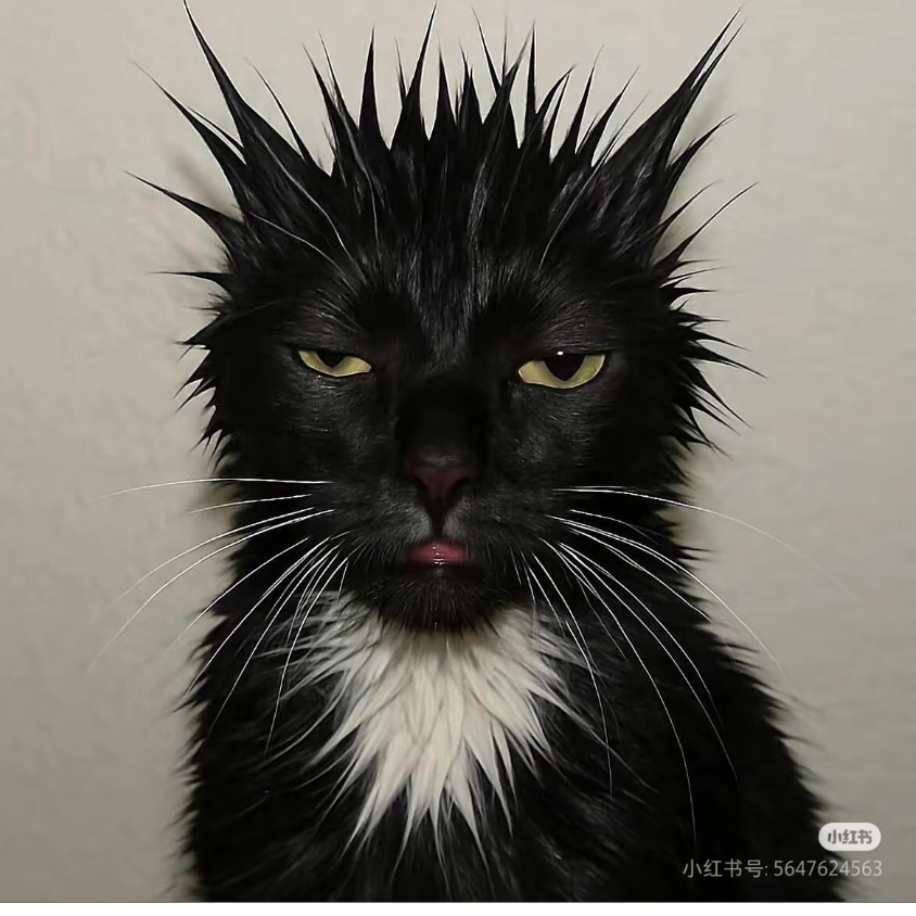 嘿.猫