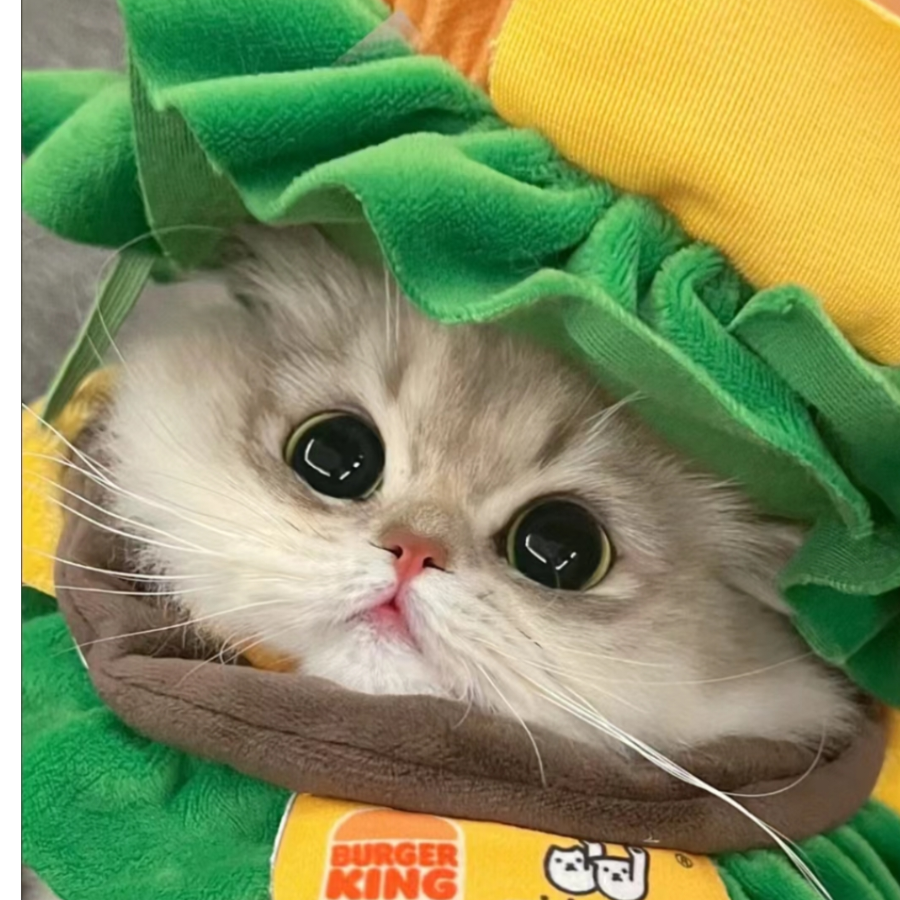 汉堡猫