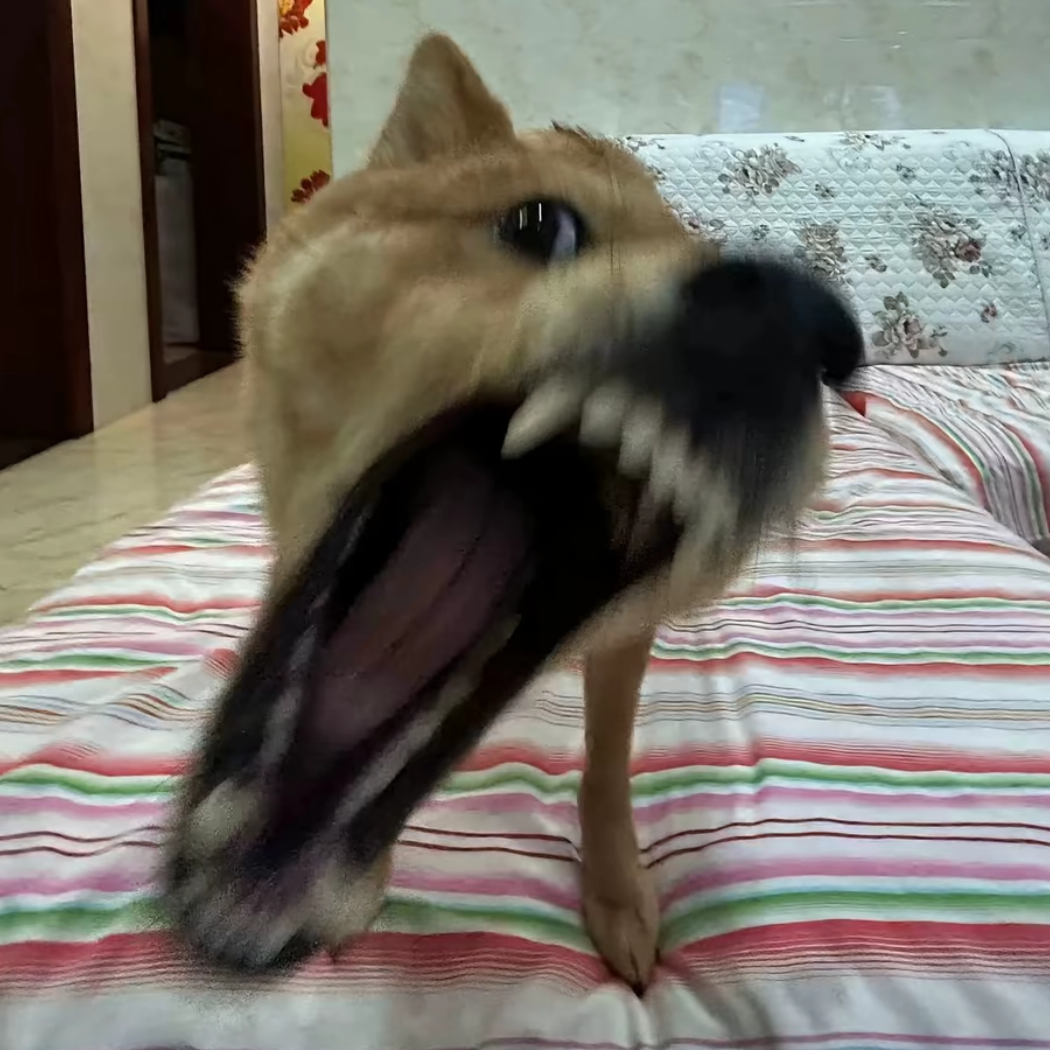 乐乐