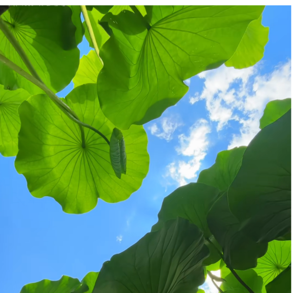 小悦