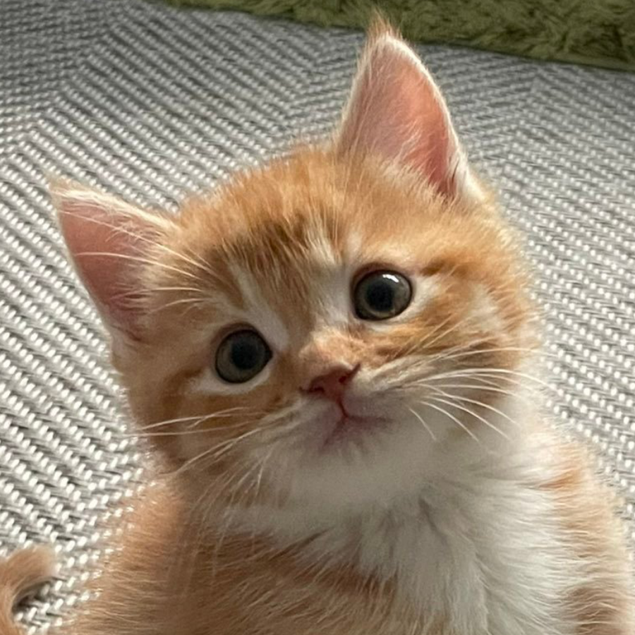 张飞绣花刘备卖瓜