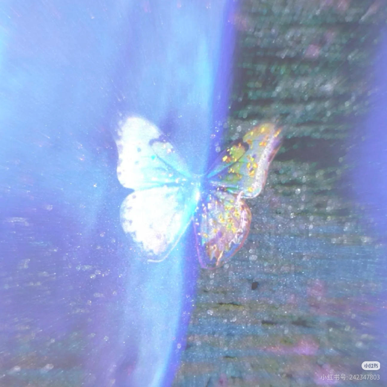 Iris15