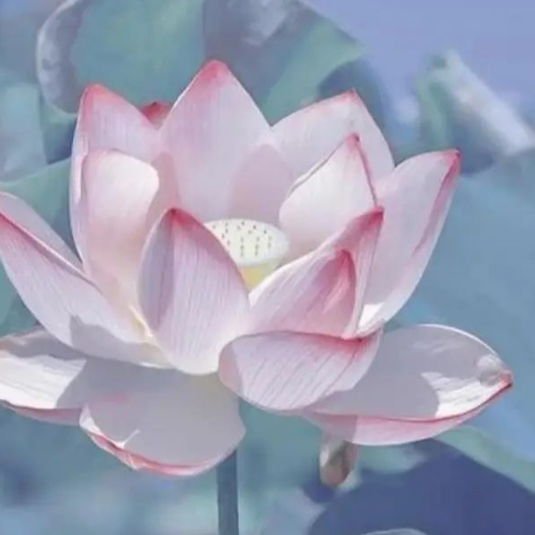 富鱼