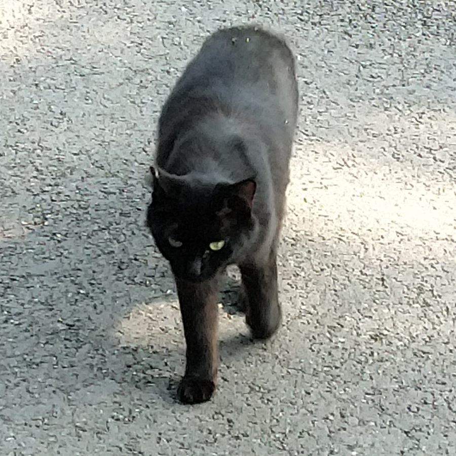 肥黑猫