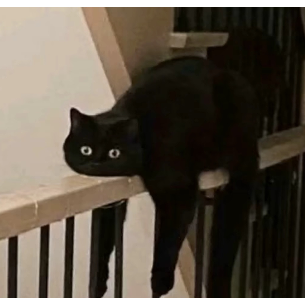 神奇的猫猫头