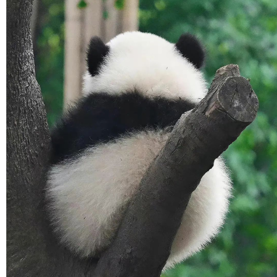 本非酋啥时候能转运