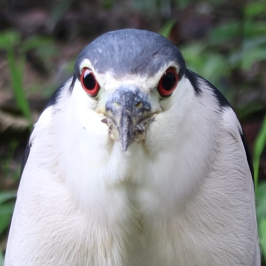 荼茶啊