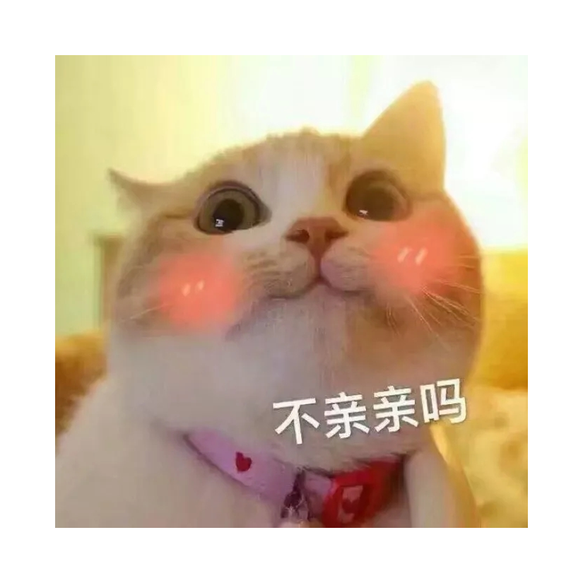 举人的猫咪