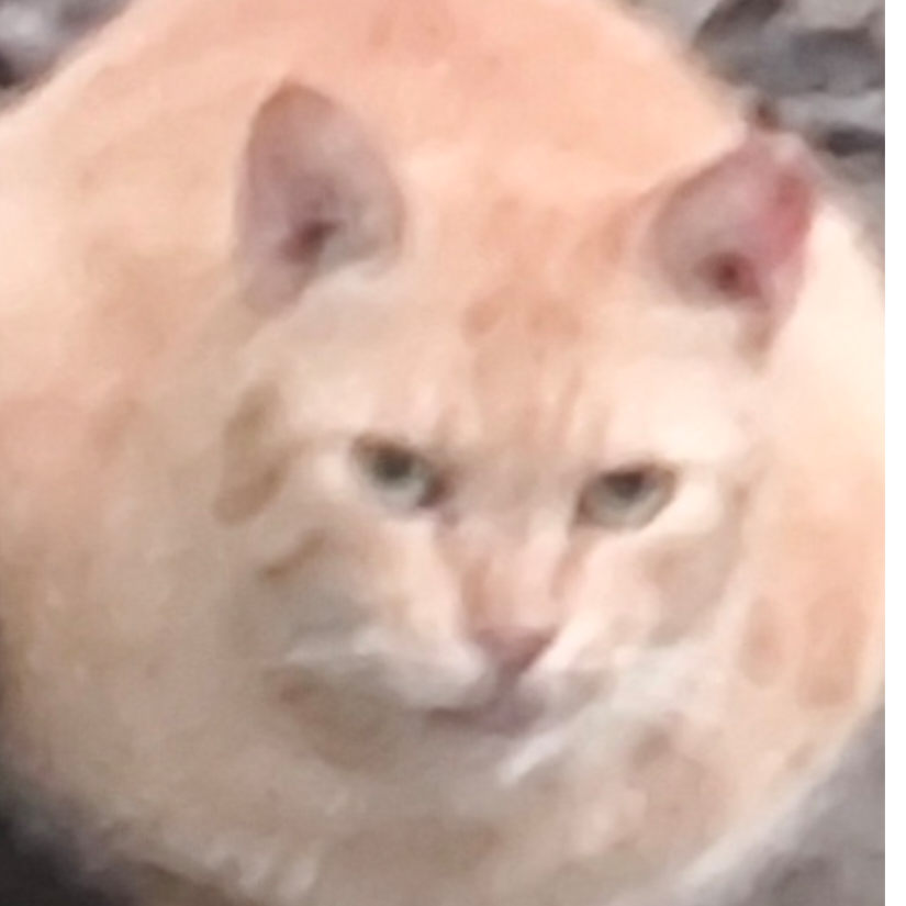Pl