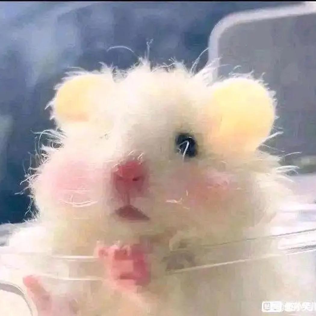 不自信的小老鼠