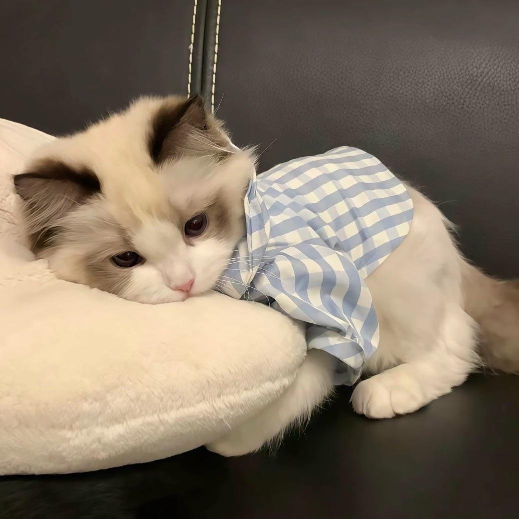 猫薄荷
