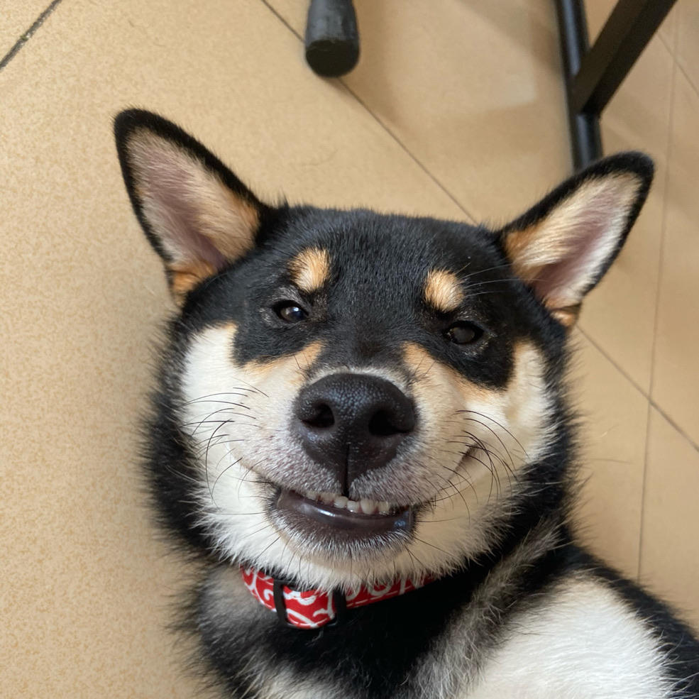 枫叶