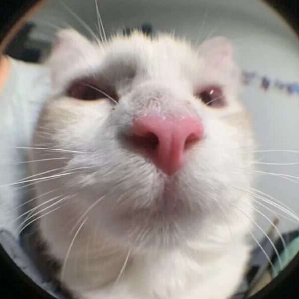 雾霭