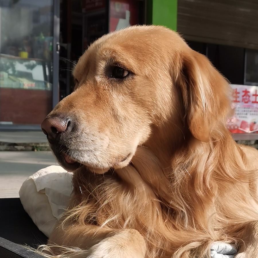 双羊