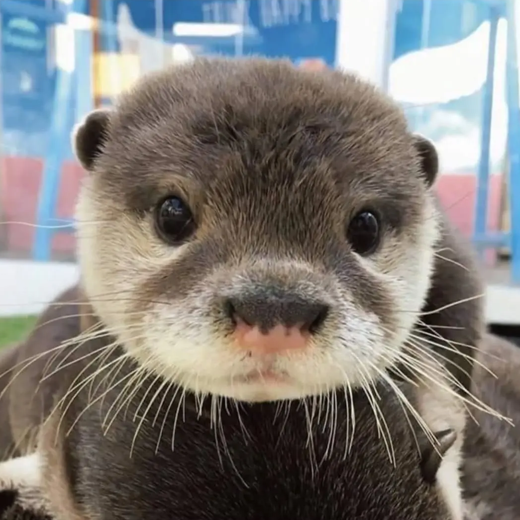 水獭