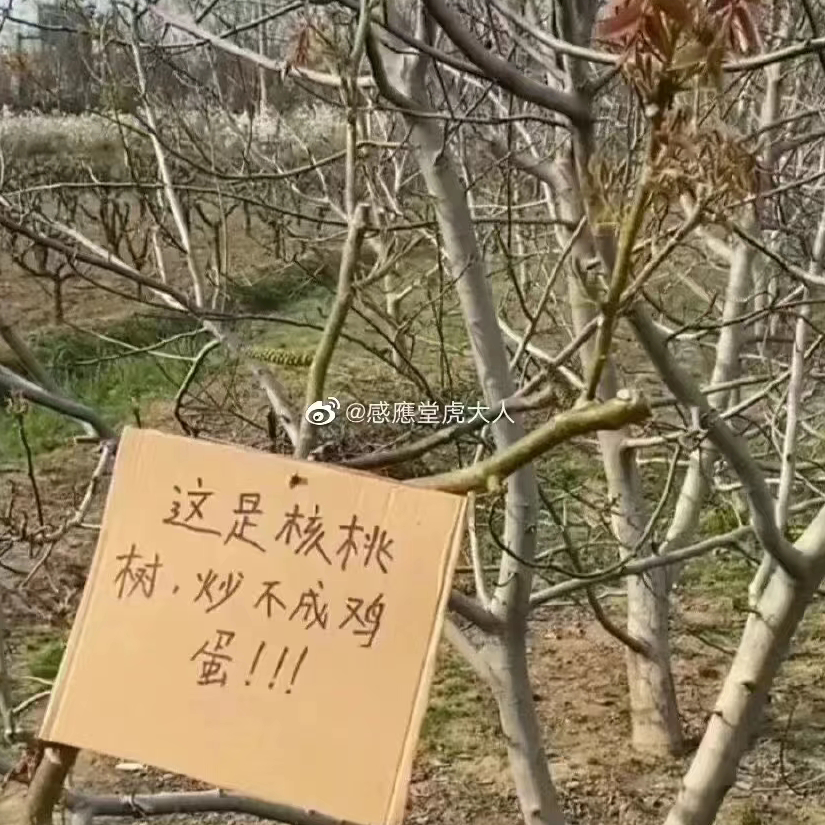 妮妮子