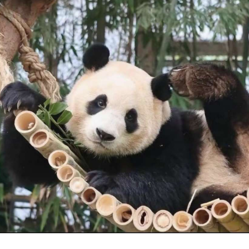 要发财的富桂