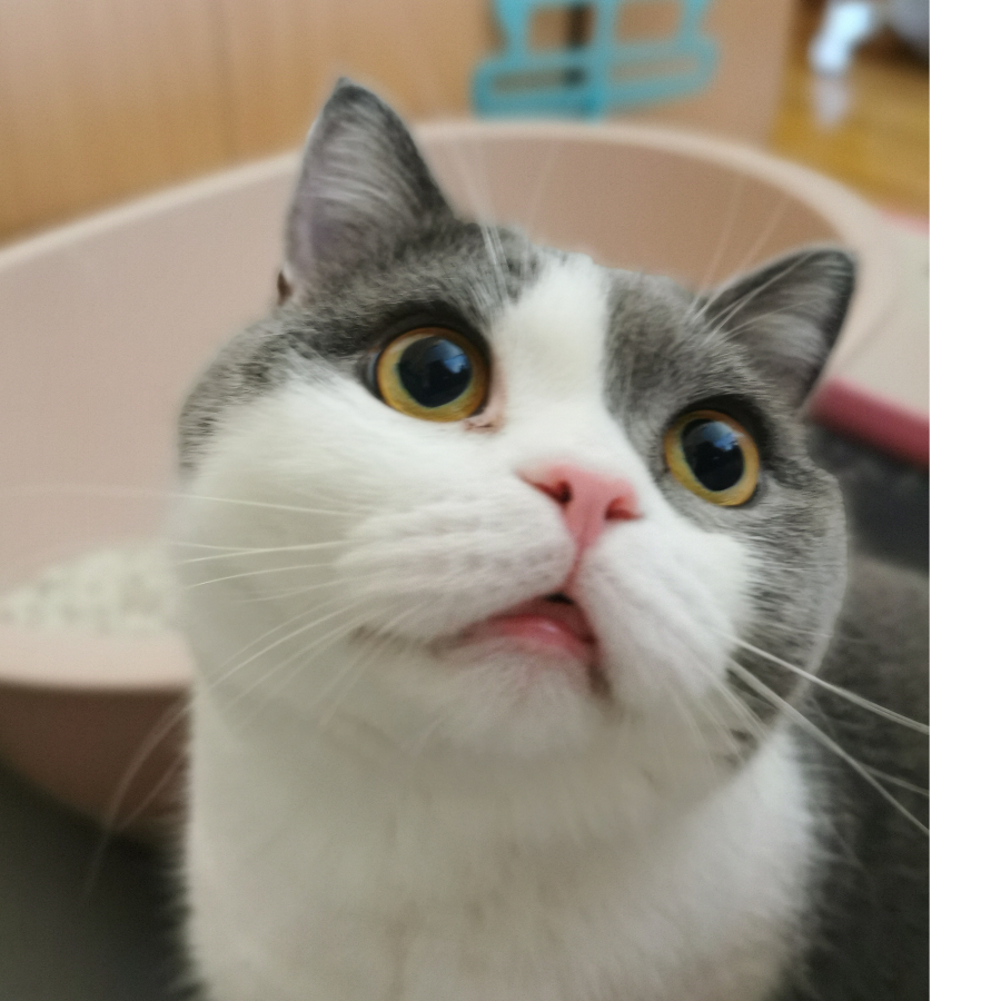 冷青秋