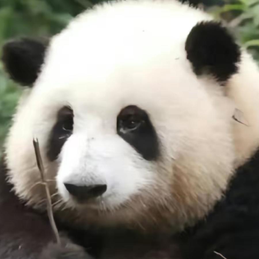 圆滚滚鸭。🐹