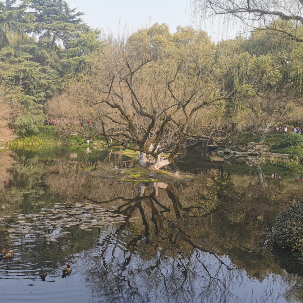 孤松矗立