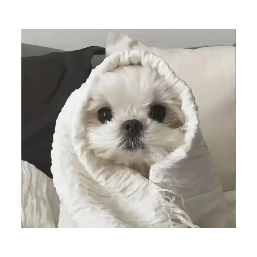 骑着蜗牛追导弹