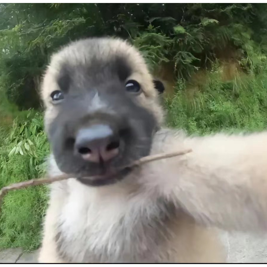 毛毛雨