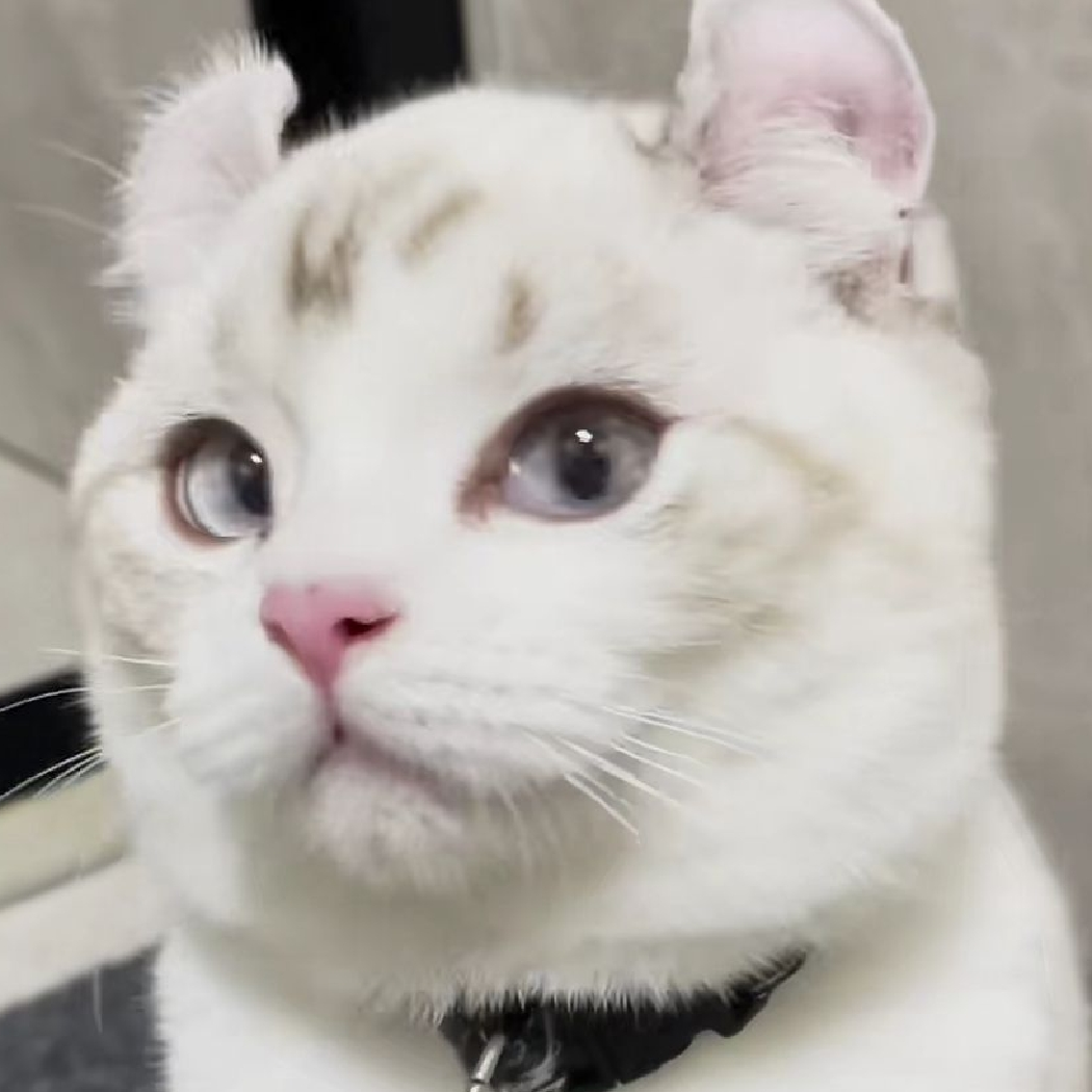 朔风哀哀