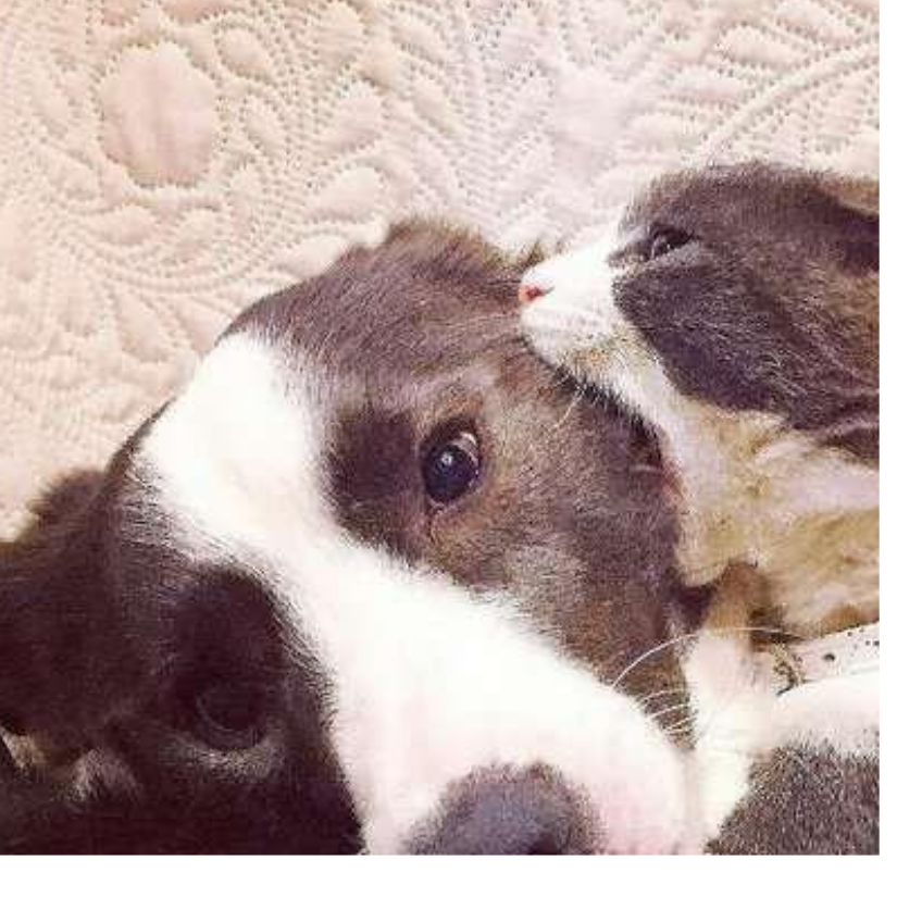 奥特曼打小怪兽