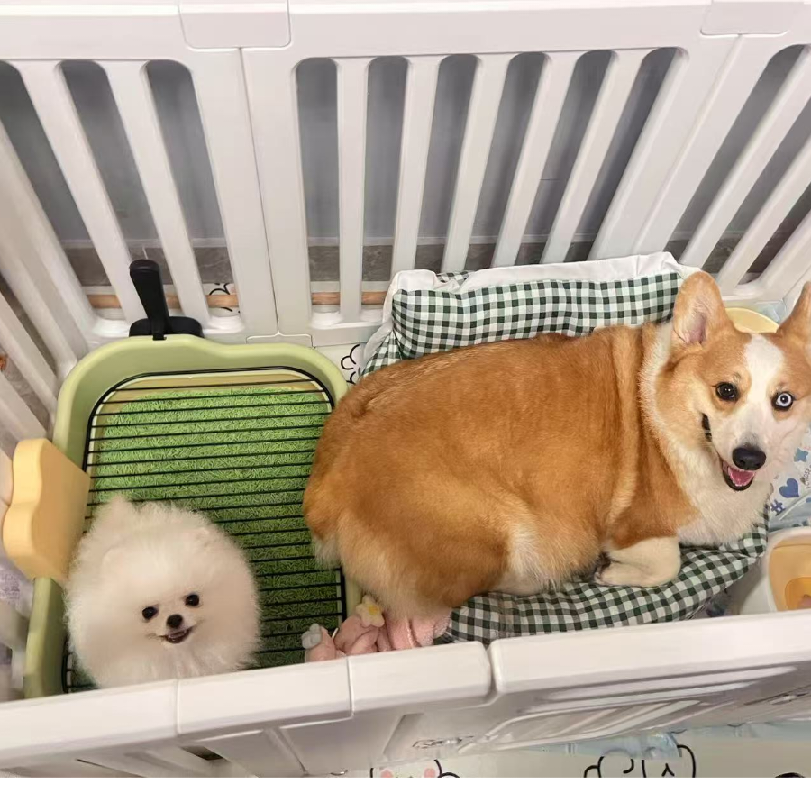 两只小可爱