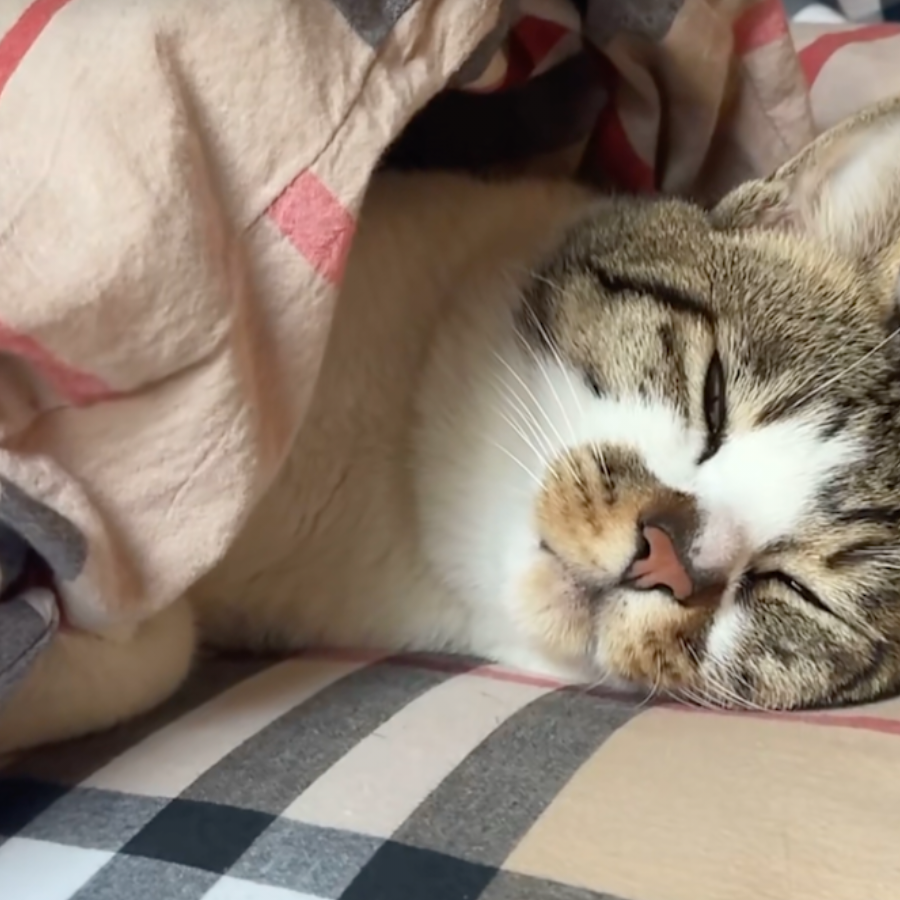 猫猫鱼