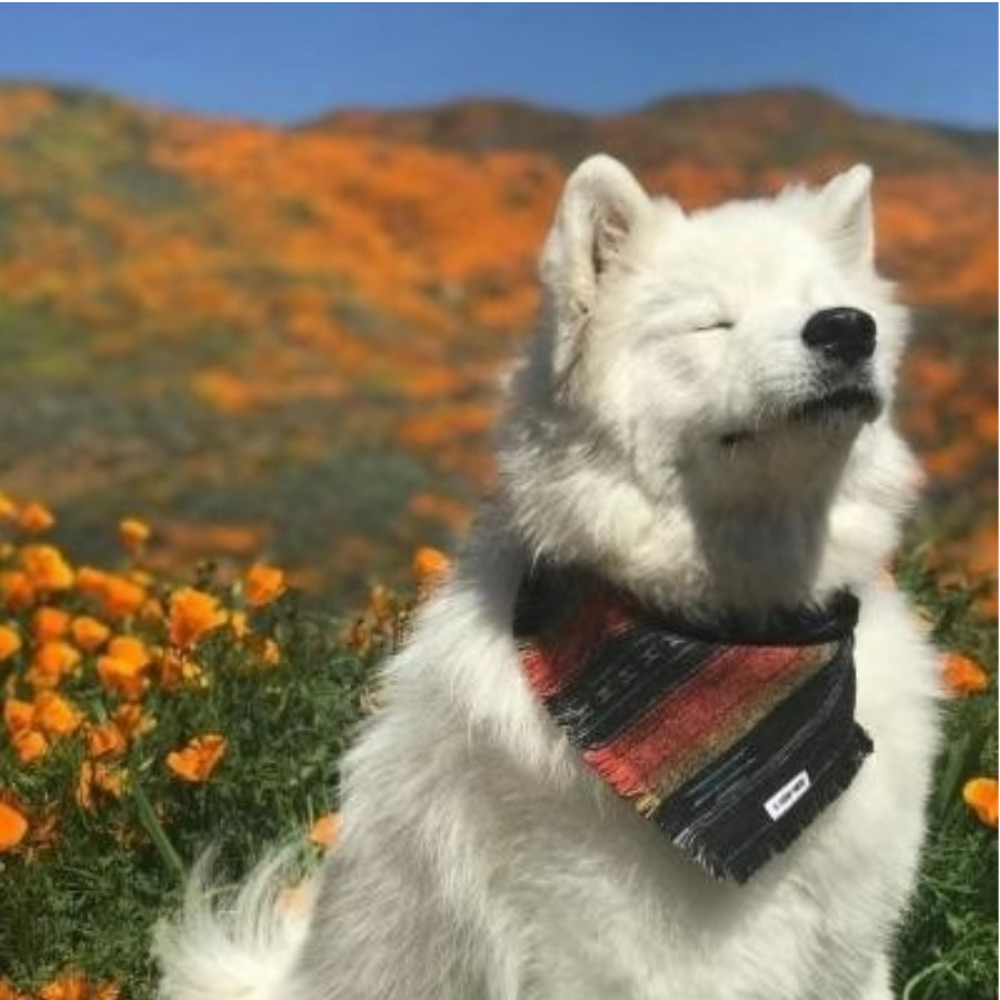 来块唐