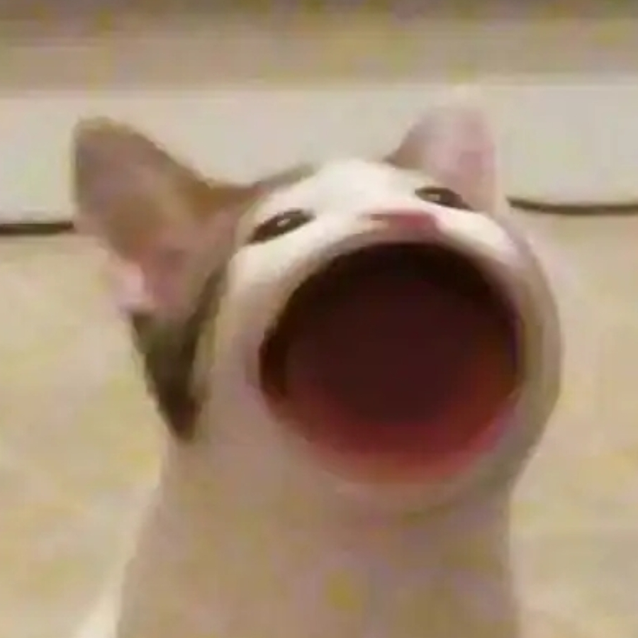 enn的小猫