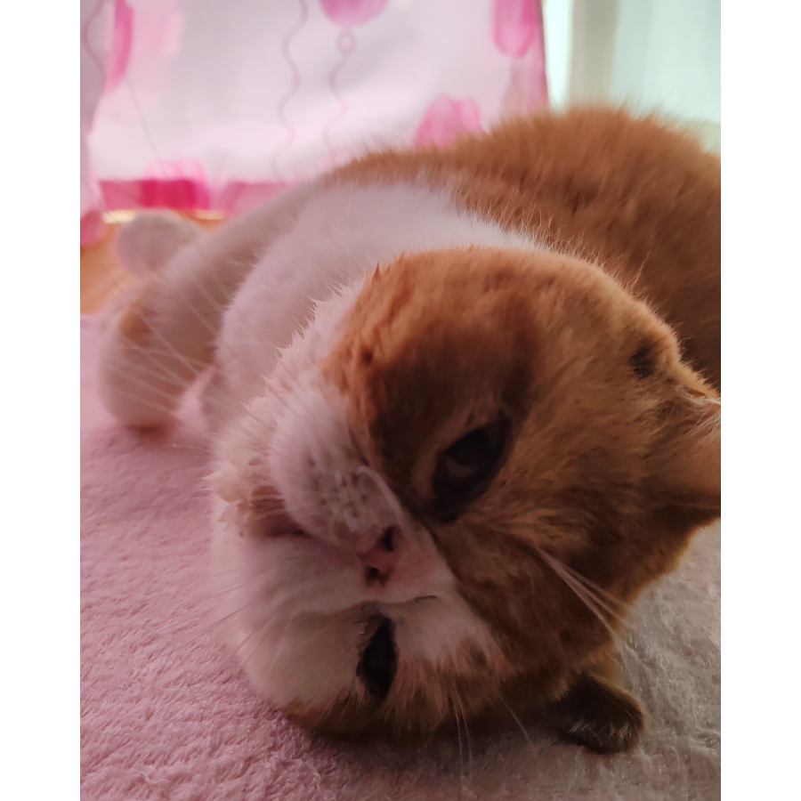 chow stella