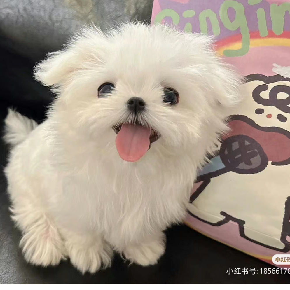 球球超爱吃薯条