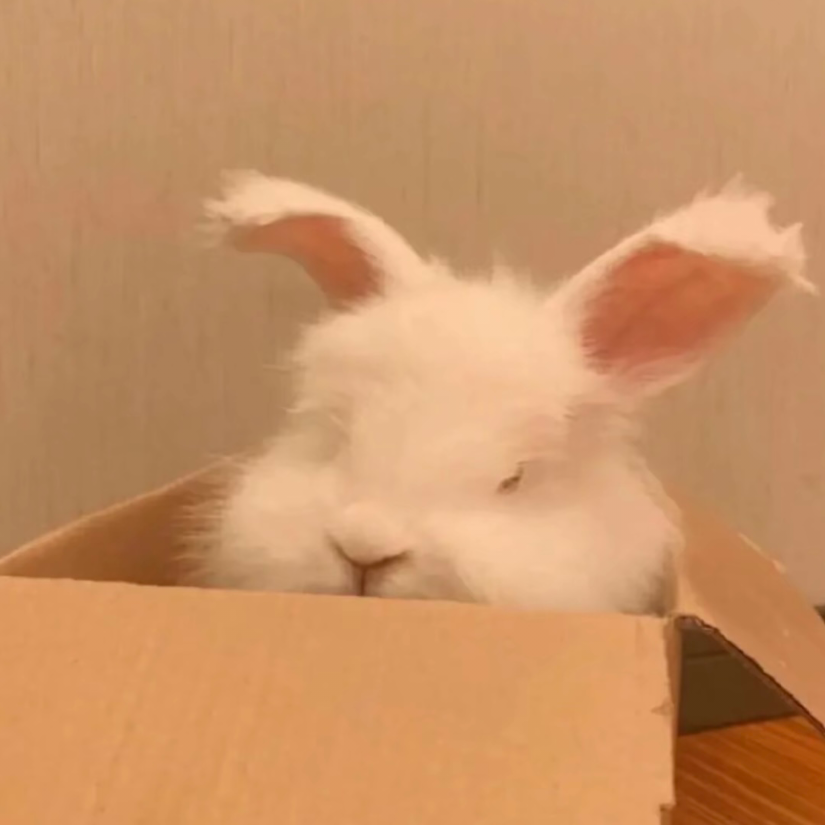 卷卷