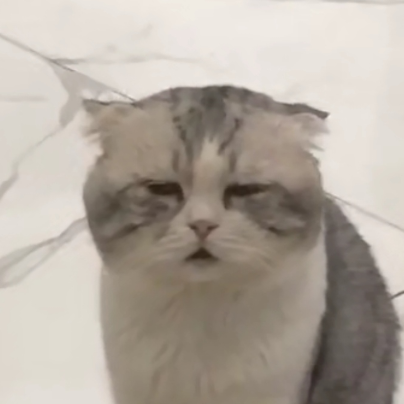 猫猫头大王
