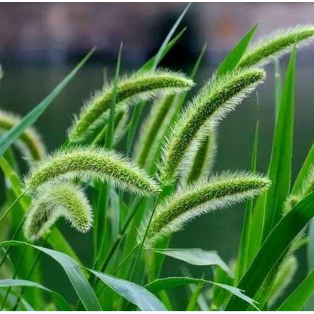 土坡上的狗尾草