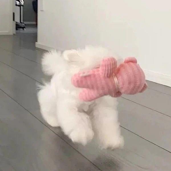月树