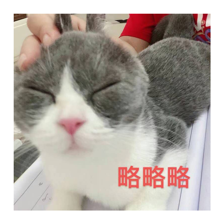 阿伴的懒猫