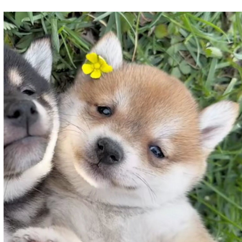 俊