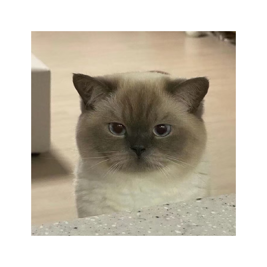 老猫小爹