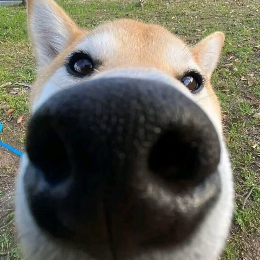 春不打烊
