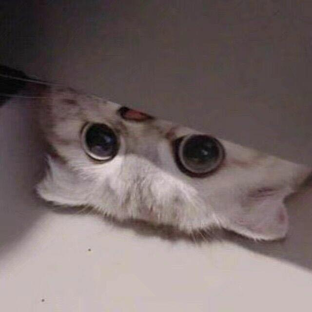 好家伙